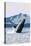 Alaska - Humpback Whale-Lantern Press-Stretched Canvas