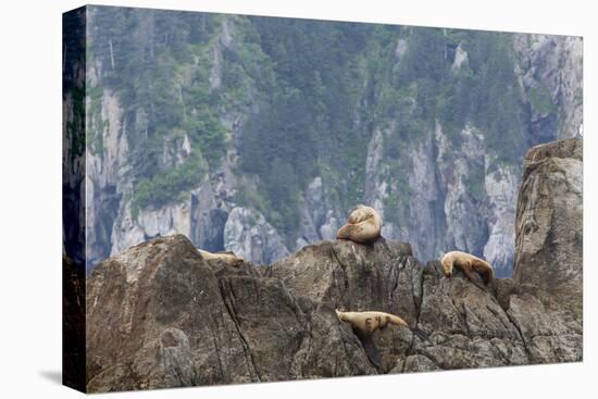 Alaska, Kenai Peninsula, Northwestern Fjord. Steller Sea Lions-Michael Qualls-Premier Image Canvas