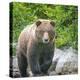 Alaska, Lake Clark. Walking grizzly bear with green foliage in background.-Janet Muir-Premier Image Canvas