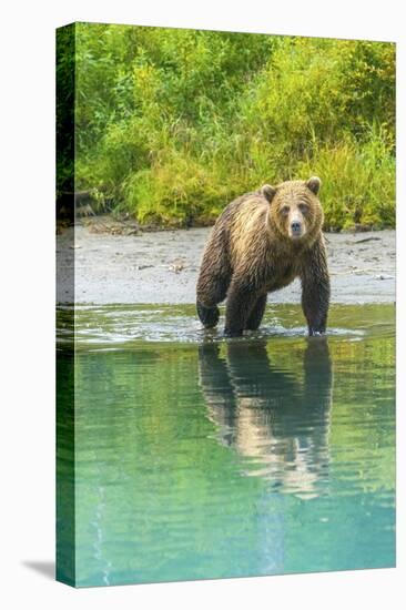 Alaska, Lake Clark. Young grizzly bear walks along the shoreline.-Janet Muir-Premier Image Canvas