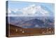 Alaska - Mt. McKinley and Goats-Lantern Press-Stretched Canvas