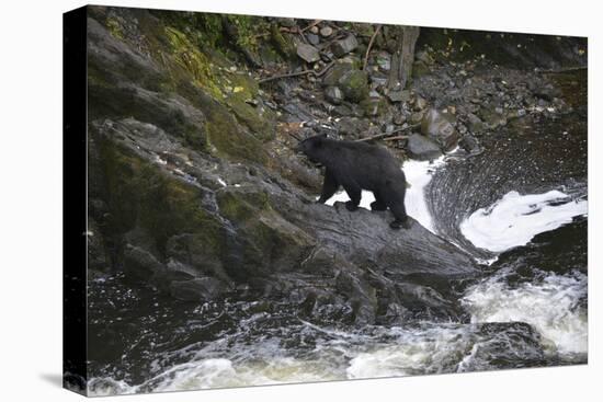 Alaska, Traitors Cove, Ketchikan. Black Bears Trying to Catch Salmon-Savanah Stewart-Premier Image Canvas