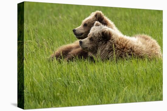 Alaska, USA. Two grizzly bears on grass.-George Theodore-Premier Image Canvas