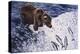 Alaskan Brown Bear, 2002-Joe Heaps Nelson-Premier Image Canvas
