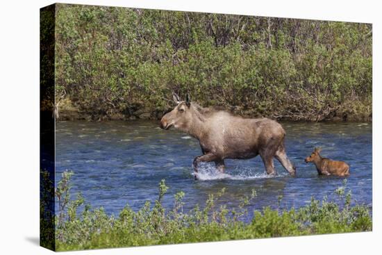 Alaskan Cow Moose with Young Calf-Ken Archer-Premier Image Canvas