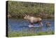 Alaskan Cow Moose with Young Calf-Ken Archer-Premier Image Canvas