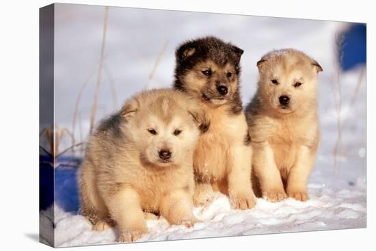 Alaskan Husky Dogs X Three Young Pups Sitting in Snow-null-Premier Image Canvas