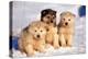 Alaskan Husky Dogs X Three Young Pups Sitting in Snow-null-Premier Image Canvas