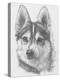 Alaskan Klee Kai-Barbara Keith-Premier Image Canvas