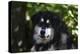 Alaskan Malamute 01-Bob Langrish-Premier Image Canvas