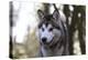 Alaskan Malamute 04-Bob Langrish-Premier Image Canvas