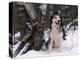 Alaskan Malamute Dog in Snow, USA-Lynn M. Stone-Premier Image Canvas