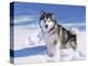 Alaskan Malamute Dog, in Snow, USA-Lynn M^ Stone-Premier Image Canvas