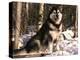 Alaskan Malamute Dog in Woodland, USA-Lynn M. Stone-Premier Image Canvas