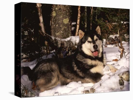 Alaskan Malamute Dog in Woodland, USA-Lynn M. Stone-Premier Image Canvas