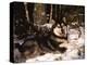 Alaskan Malamute Dog in Woodland, USA-Lynn M. Stone-Premier Image Canvas