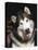 Alaskan Malamute Dog Portrait, Illinois, USA-Lynn M. Stone-Premier Image Canvas