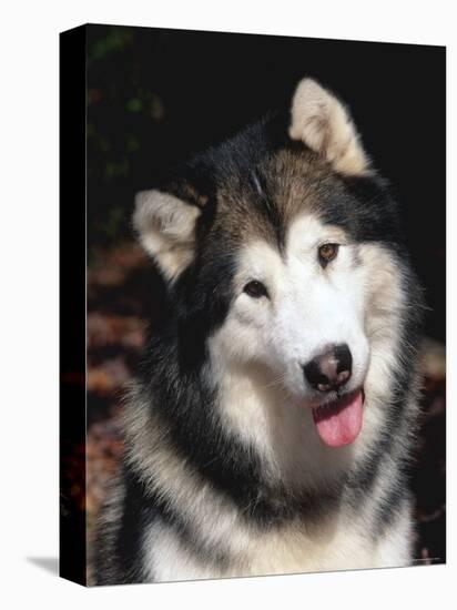 Alaskan Malamute Dog Portrait, Illinois, USA-Lynn M. Stone-Premier Image Canvas