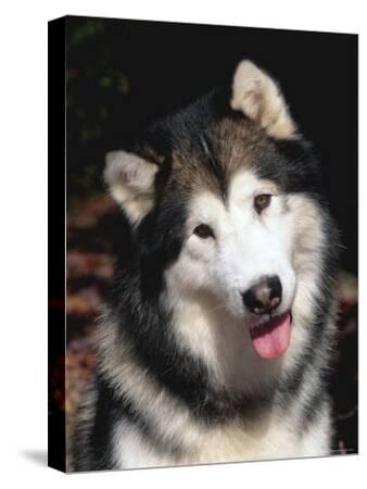 alaskan malamute allegro