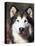 Alaskan Malamute Dog Portrait, Illinois, USA-Lynn M^ Stone-Premier Image Canvas