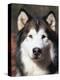 Alaskan Malamute Dog Portrait, Illinois, USA-Lynn M^ Stone-Premier Image Canvas
