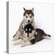 Alaskan Malamute Dog Puppies-null-Premier Image Canvas