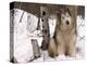 Alaskan Malamute Dog, USA-Lynn M. Stone-Premier Image Canvas