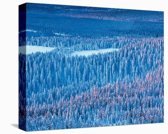 Alaskan Spruce Forest-null-Stretched Canvas