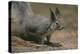 Albert Squirrel-DLILLC-Premier Image Canvas