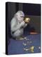 Albino Baby Gorilla Named Snowflake in Apartment of Barcelona Zoo's Veterinarian-Loomis Dean-Premier Image Canvas