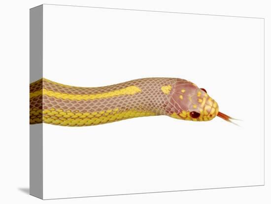 Albino California Kingsnake-Martin Harvey-Premier Image Canvas