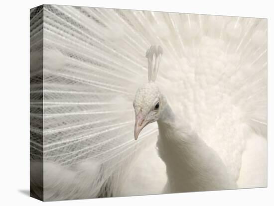 Albino India Blue Peafowl-Eric Baccega-Premier Image Canvas