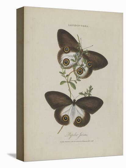 Album Donovan : an epitome of the natural history of insects in China-Edward Donovan-Premier Image Canvas