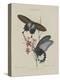 Album Donovan : an epitome of the natural history of insects in China-Edward Donovan-Premier Image Canvas