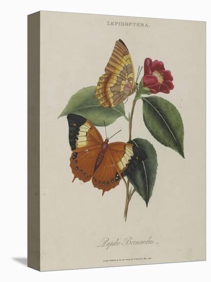 Album Donovan : an epitome of the natural history of insects in China-Edward Donovan-Premier Image Canvas