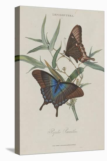 Album Donovan : an epitome of the natural history of insects in China-Edward Donovan-Premier Image Canvas