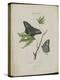 Album Donovan : an epitome of the natural history of insects in China-Edward Donovan-Premier Image Canvas