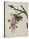 Album Donovan : an epitome of the natural history of insects in China-Edward Donovan-Premier Image Canvas
