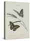 Album Donovan : an epitome of the natural history of insects in China-Edward Donovan-Premier Image Canvas