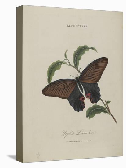 Album Donovan : an epitome of the natural history of insects in China-Edward Donovan-Premier Image Canvas