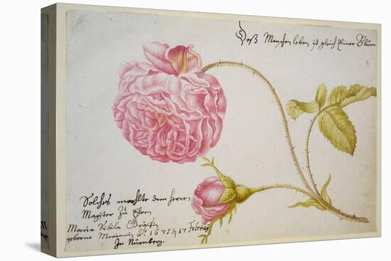 Album Sheet with a Rose, 1675-Maria Sibylla Merian-Premier Image Canvas