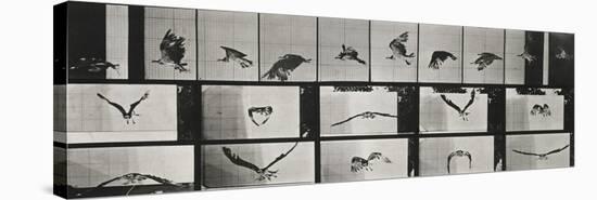 Album sur la décomposition du mouvement ( "Animal locomotion", 1872/1885). Un faucon volant-Eadweard Muybridge-Premier Image Canvas