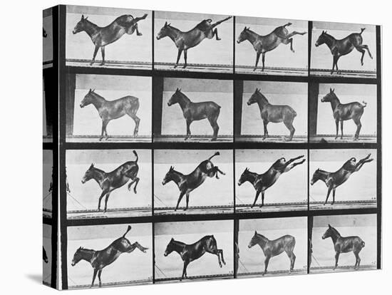 Album sur la décomposition du mouvement : "Animal locomotion", 1872/85.:  Ruade de l'âne-Eadweard Muybridge-Premier Image Canvas