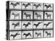 Album sur la décomposition du mouvement : "Animal locomotion", 1872/85.:  Ruade de l'âne-Eadweard Muybridge-Premier Image Canvas