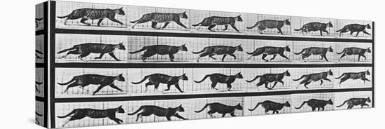 Album sur la décomposition du mouvement: Animal Locomotion: chat-Eadweard Muybridge-Premier Image Canvas