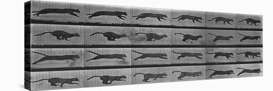 Album sur la décomposition du mouvement:Animal Locomotion: chat-Eadweard Muybridge-Premier Image Canvas