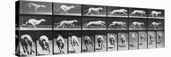 Album sur la décomposition du mouvement, Animal Locomotion: chien-Eadweard Muybridge-Premier Image Canvas