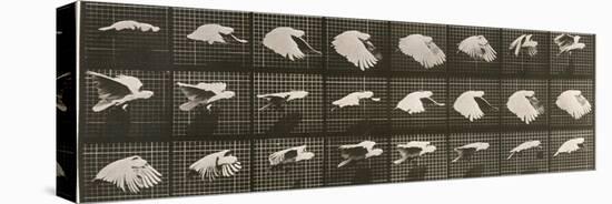 Album sur la décomposition du mouvement : "Animal locomotion". Le Perroquet volant-Eadweard Muybridge-Premier Image Canvas