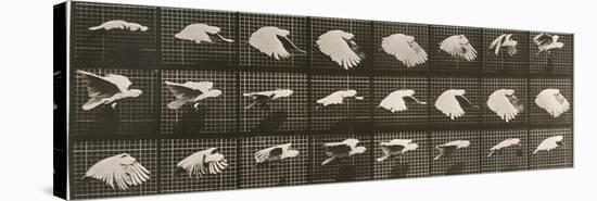 Album sur la décomposition du mouvement : "Animal locomotion". Le Perroquet volant-Eadweard Muybridge-Premier Image Canvas