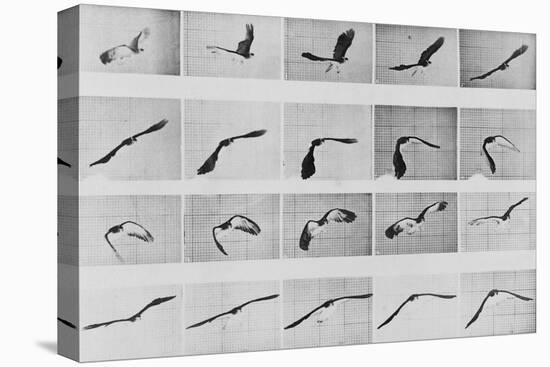 Album sur la décomposition du mouvement: Animal Locomotion: :perroquet volant-Eadweard Muybridge-Premier Image Canvas